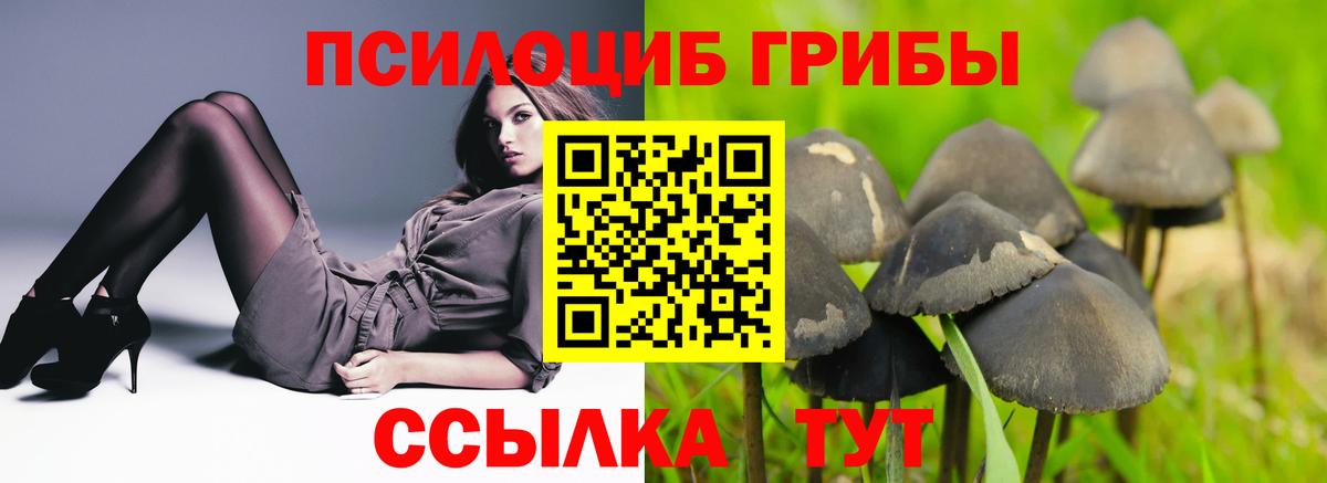 Псилоцибиновые грибы Cubensis Карабулак